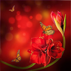 Červené Fototapety Kvety 4678 - samolepiaca na stenu
